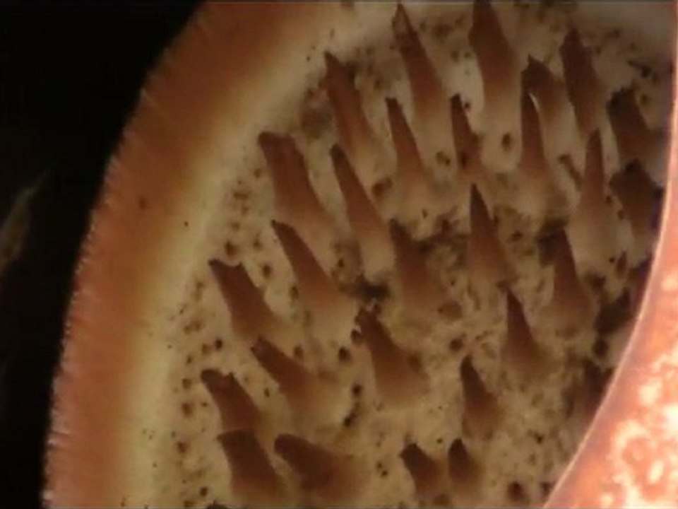 Rafflesia