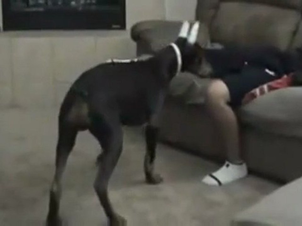 Laser geführte Dog Angriff Fail