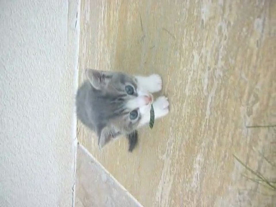 Petit Chaton :)