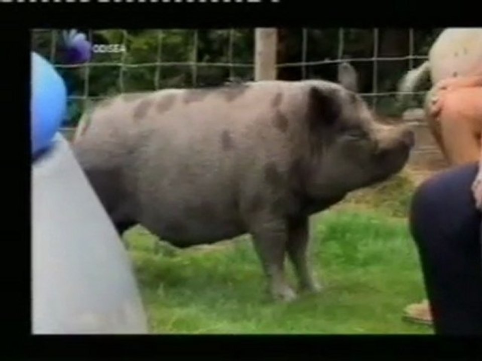 Brillo: El cerdo discapacitado