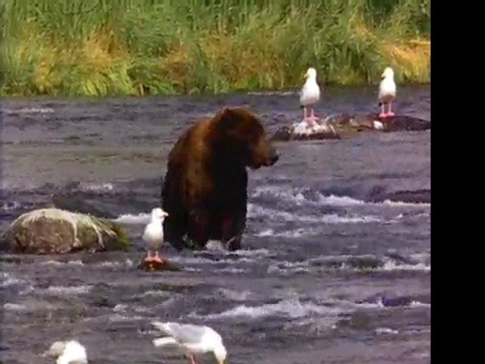 Bear