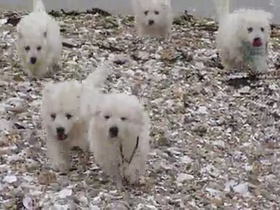 Bébés Daelynn &  Heaven