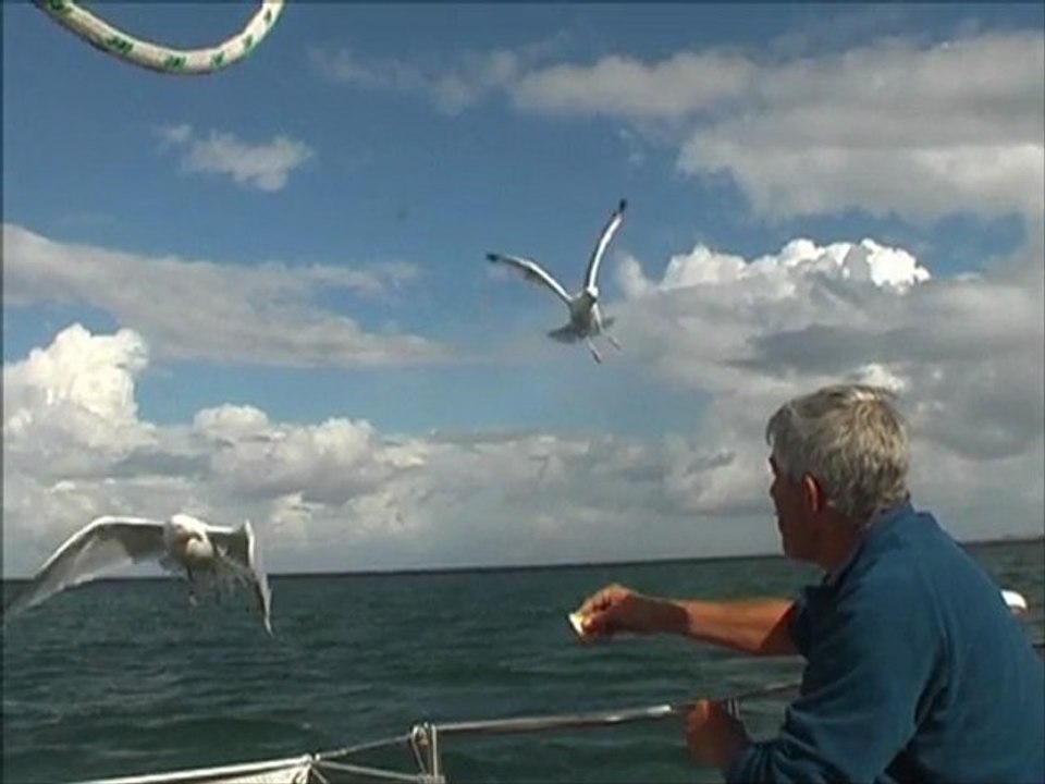 la becquée aux Goélands