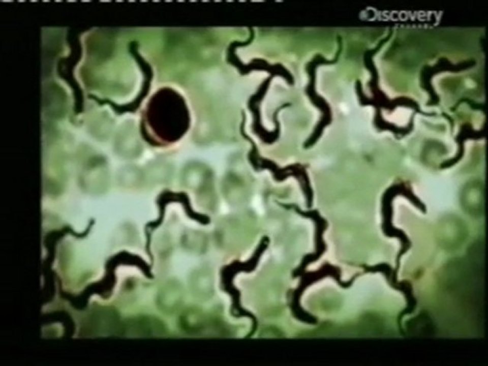 Tripanosomiasis: La enfermedad del sueño (Mosca Tse-Tse)