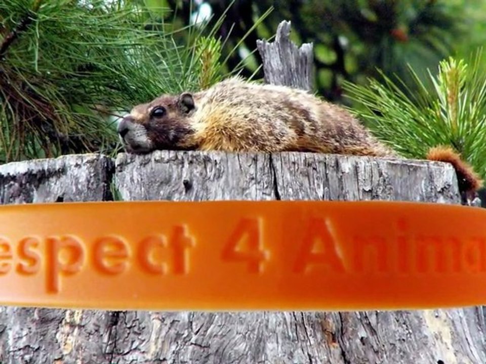 Respect4Animals English Version