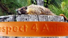 Respect4Animals English Version