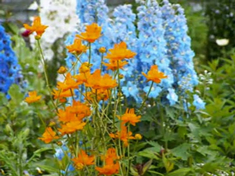 vidéo  nature de mon amie canadienne huguette Caron (3'23'') 2011  34 mo