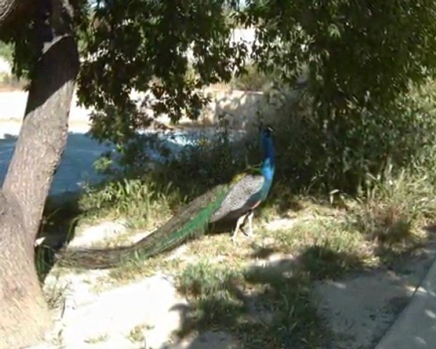 réserve Africaine à Sigean dans l'Aude