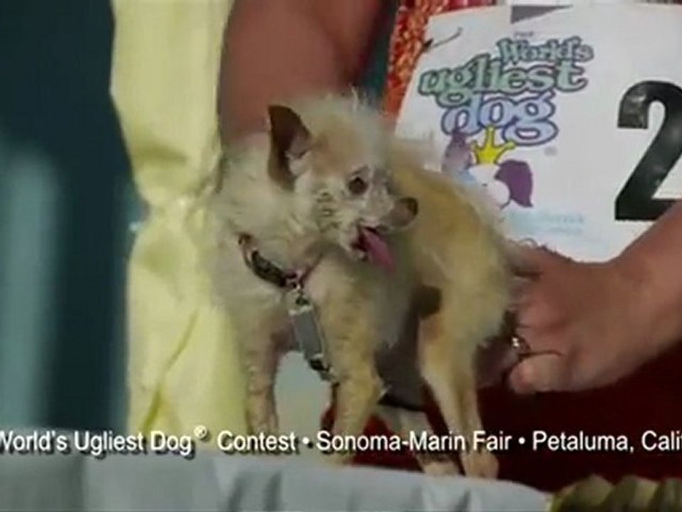 World's Ugliest Dog