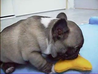 chiot fauve 5 semaines