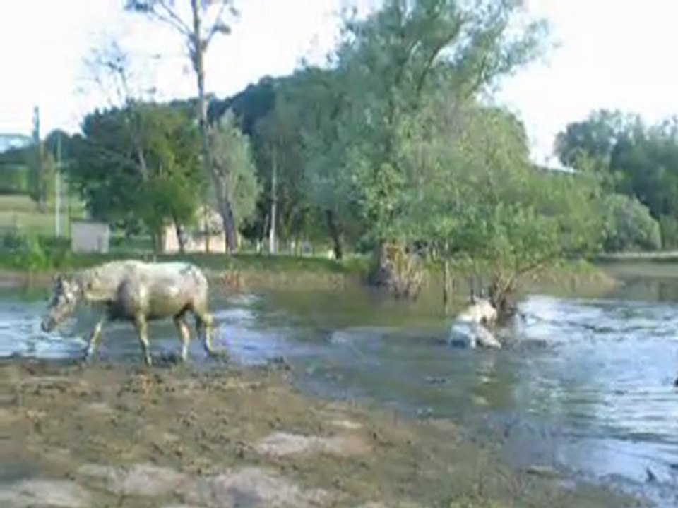 Les poneys du Pré Prince à la plage