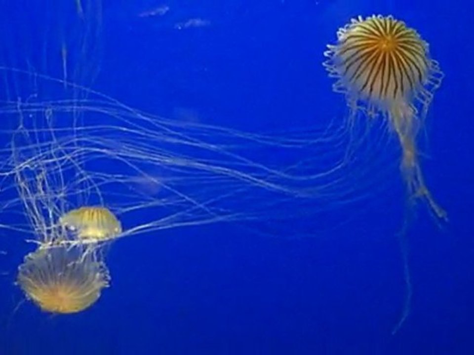 Aquarium de La Rochelle - Méduse