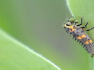 Pucerons VS Coccinelles