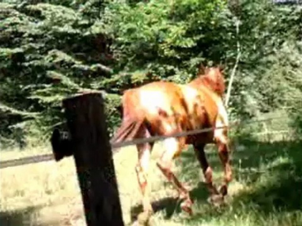 Les chevaux, les animaux les plus fantastiques.. ♥