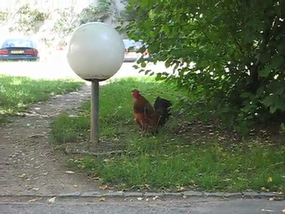 Juin 2011 - Nancy - Travolta