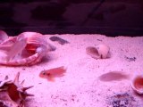 similis ve ocelletus tank