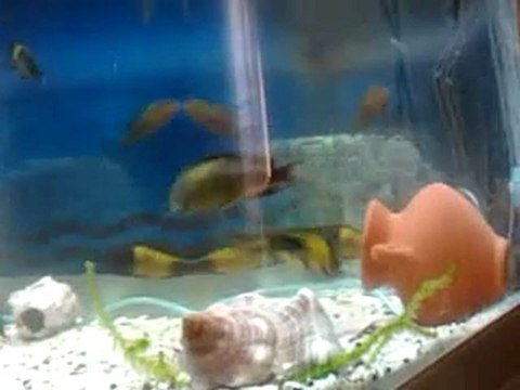 Topheus Ikola YAvrular ve Büyükler - Lokman Koç