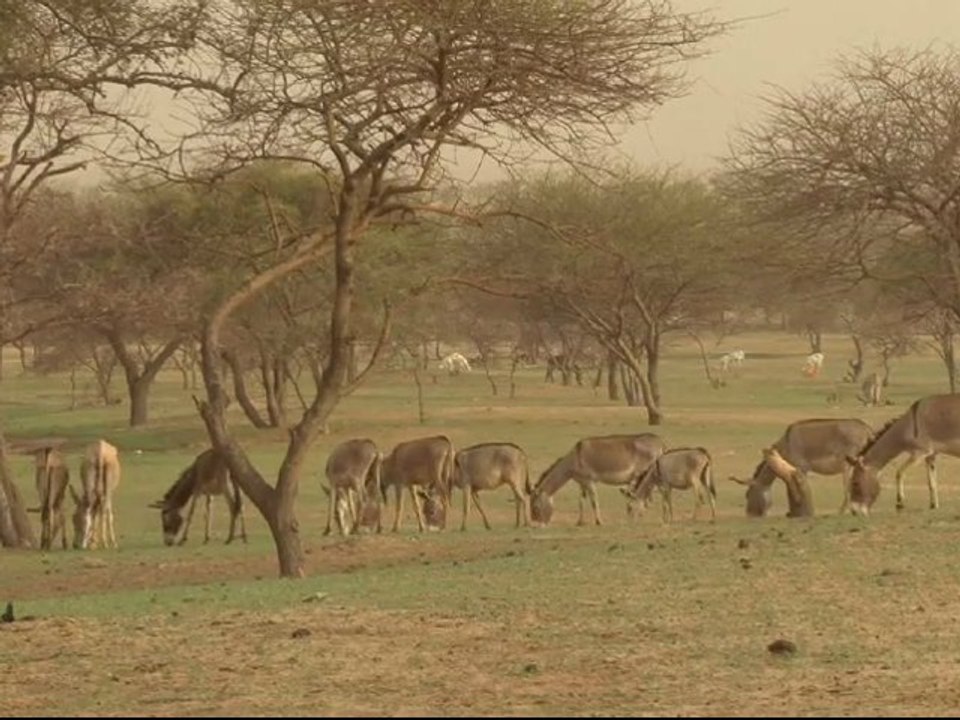 Code Rural Niger