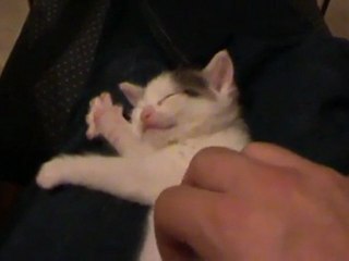 un chaton joue de la harpe