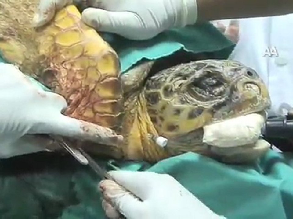 Caretta'ya 4 Saat Süren Ameliyat