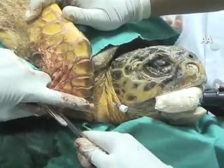 Caretta'ya 4 Saat Süren Ameliyat