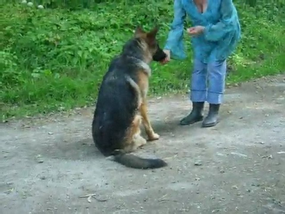 Fancy-Loup 9 mois