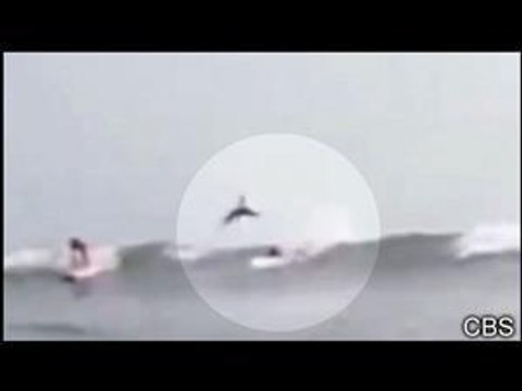 Le requin saute au dessus des baigneurs !