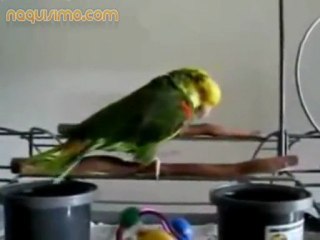 perico-imita-bebe-a-la-perfeccion