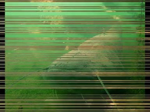 carpes silures cohabitation des puissants