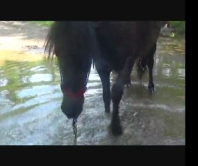 Volta apprend à respirer sous l'eau