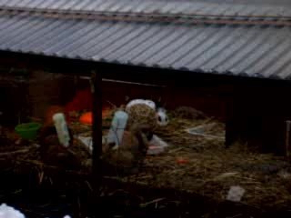 Scheinschwangere Stinker