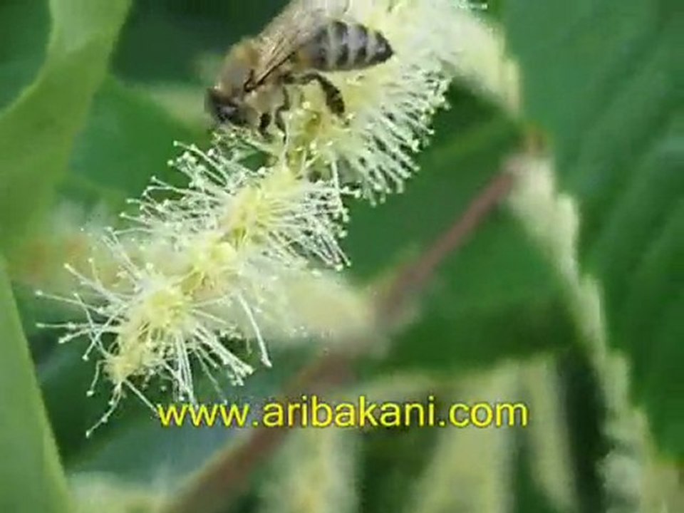 kestane bal akımı, arıcılık videoları