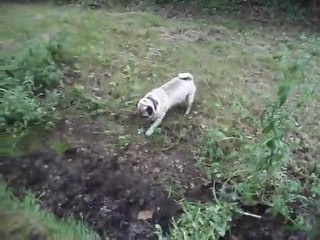 diego au parc de gravenchon