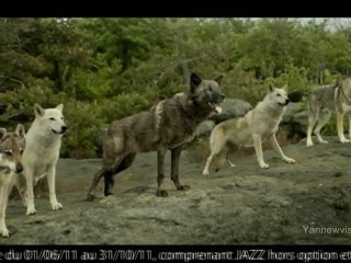 Publicité HD - SOCIETE GENERALE ("Les Loups") 2011