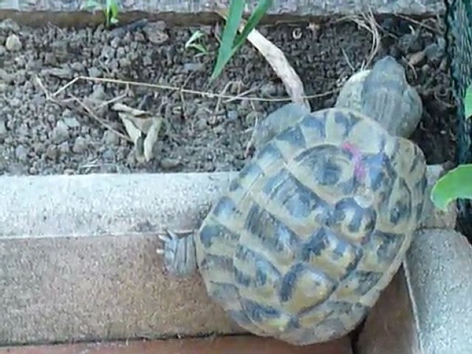 P1380866 LA TORTUE