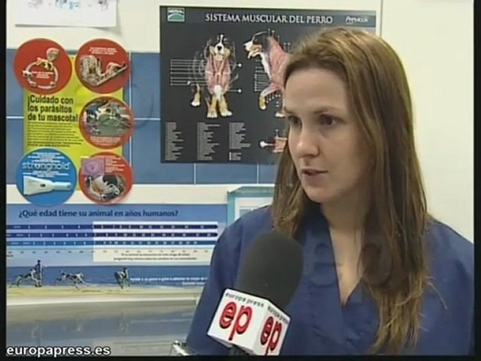 Tratamientos relajantes para perros en Fallas