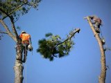 Austin Tree Removal|Austin Tree Trimming|American Treeworks