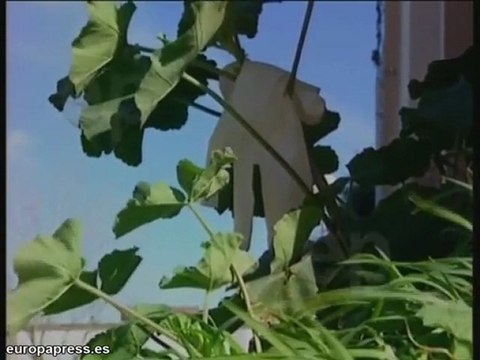 Amordazado y con varias puñaladas