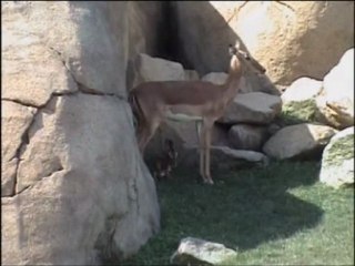 Bioparc Valencia - Cría de impala recién nacida