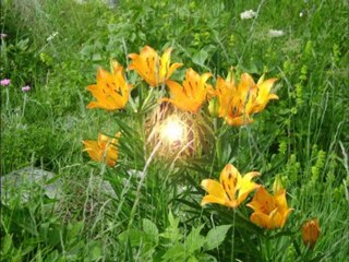 va!!ée des merveilles