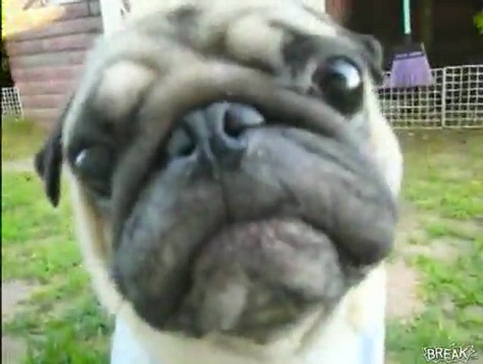 Poker Face Mops