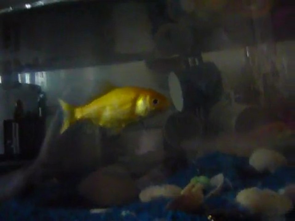le poisson
