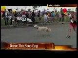 Hund läuft Halbmarathon