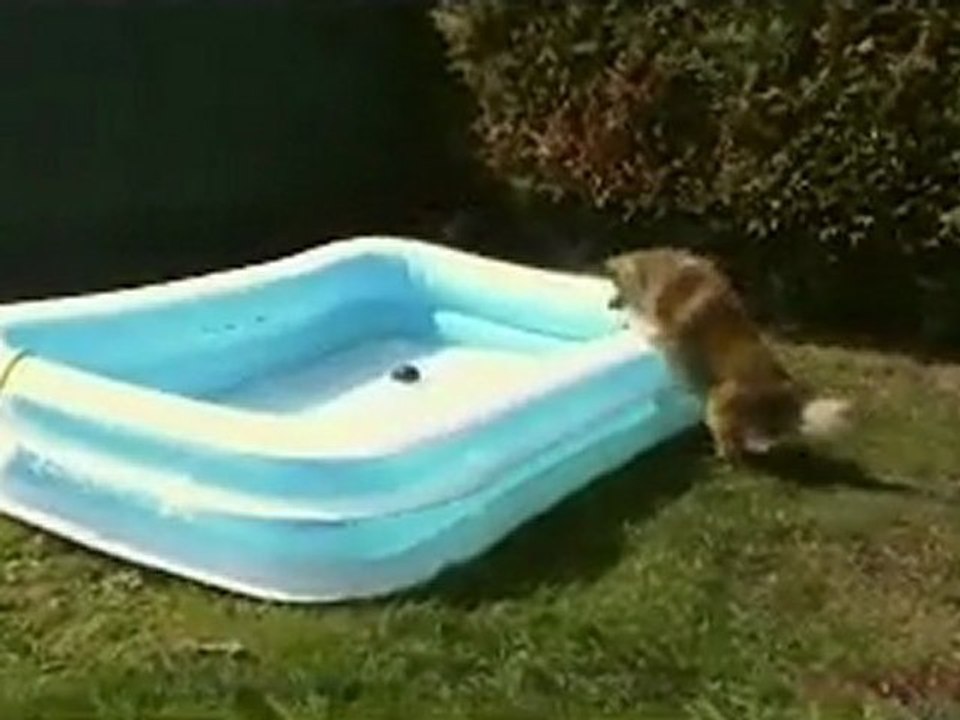 Flipper le dauphin