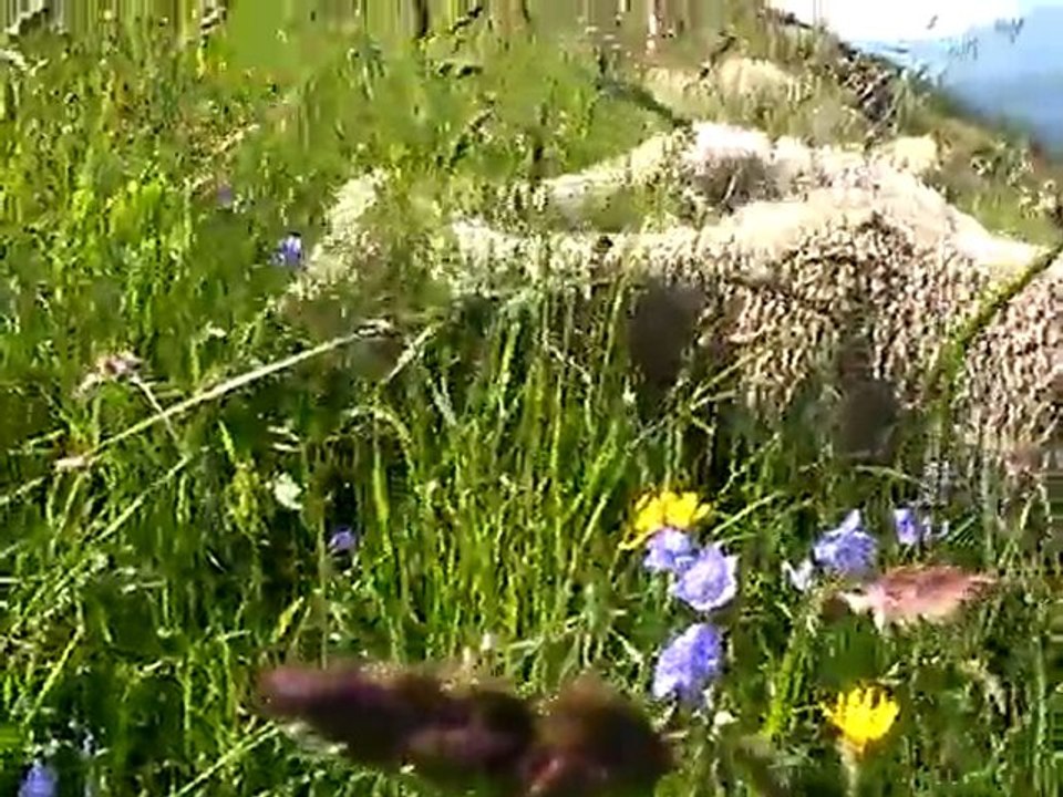 Les brebis aiment la bonne herbe de Villaroger.