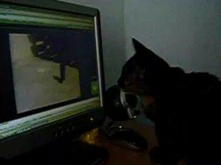 Nala et "Funny Cats"