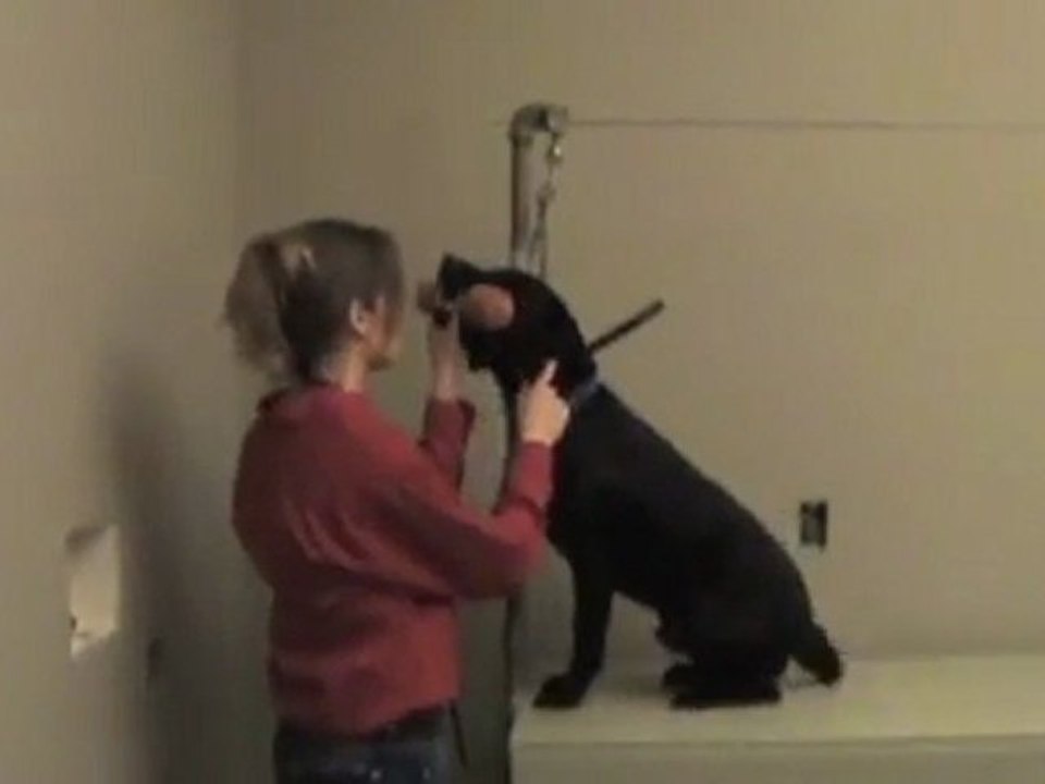 Av Köpeği APORT EĞİTİMİ Bölüm1 durustavci.com