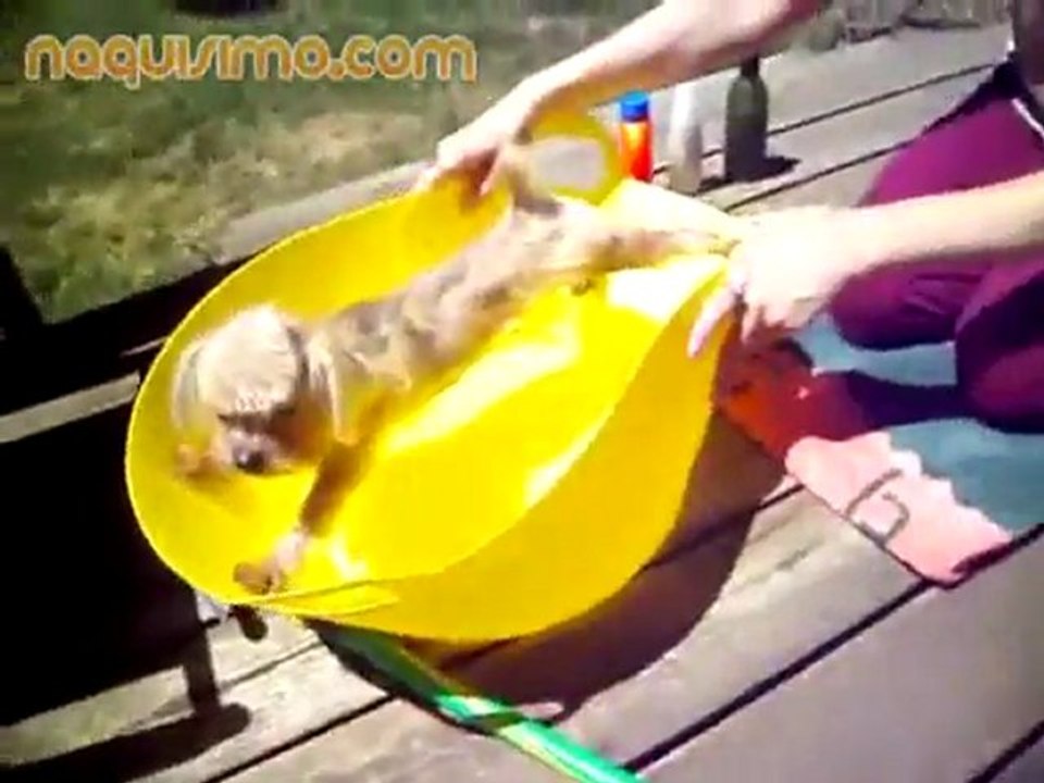 El perro que no se quiere bañar