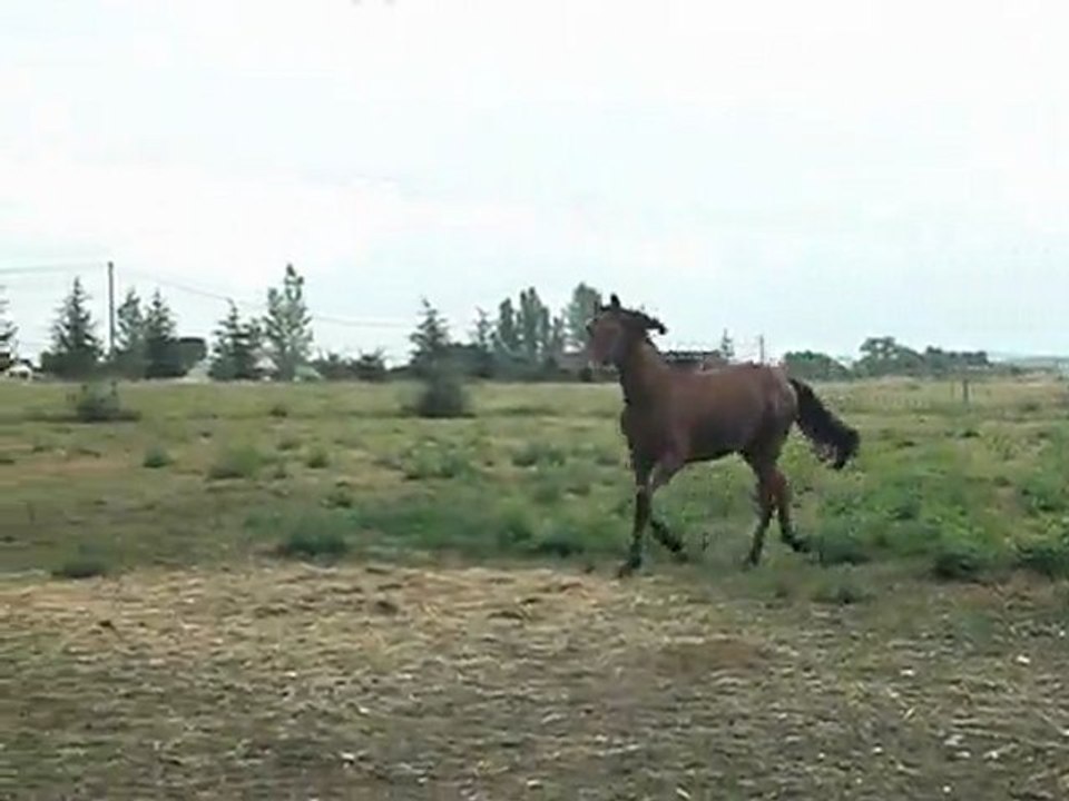 Aragorn du tel juin2011