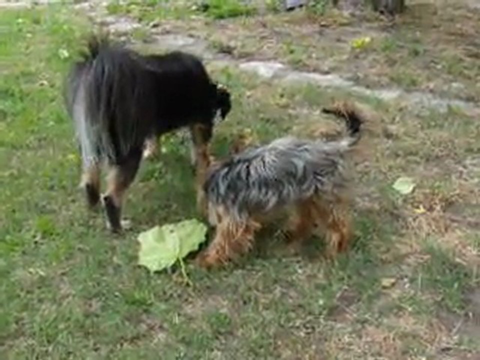 maxou et gino